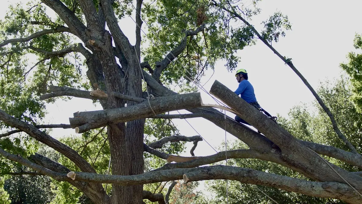 Professional Crown Thinning performed by certified arborists in Morrisonville