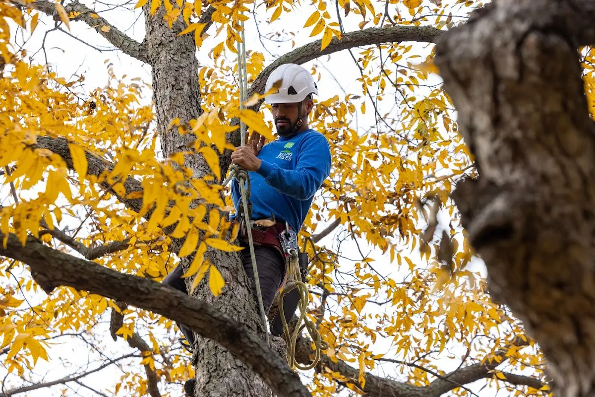 Skilled Tree Pruning crew working in Morrisonville